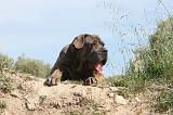 CANE CORSO 015